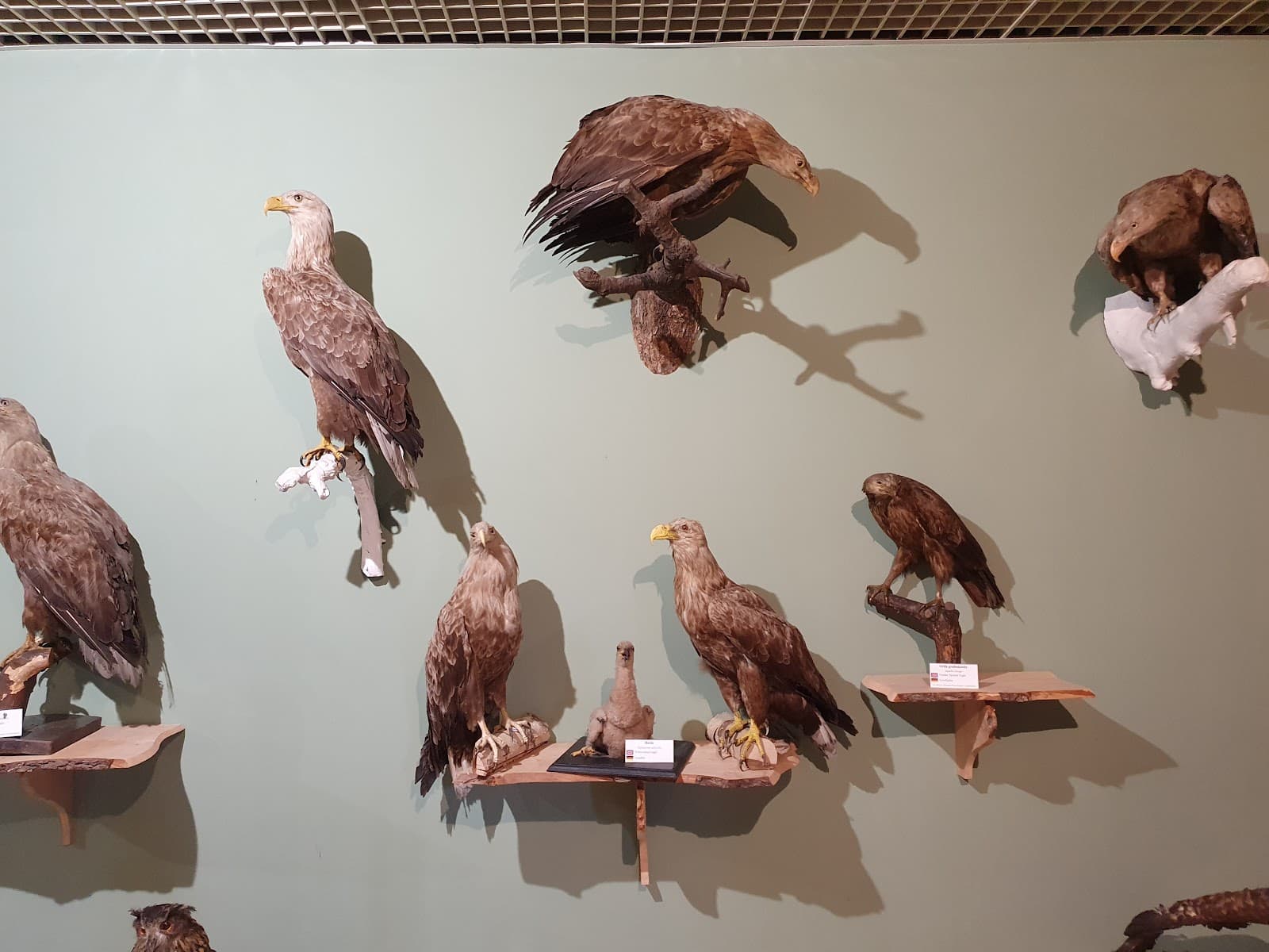 Wolin NP Nature Museum - Image 1