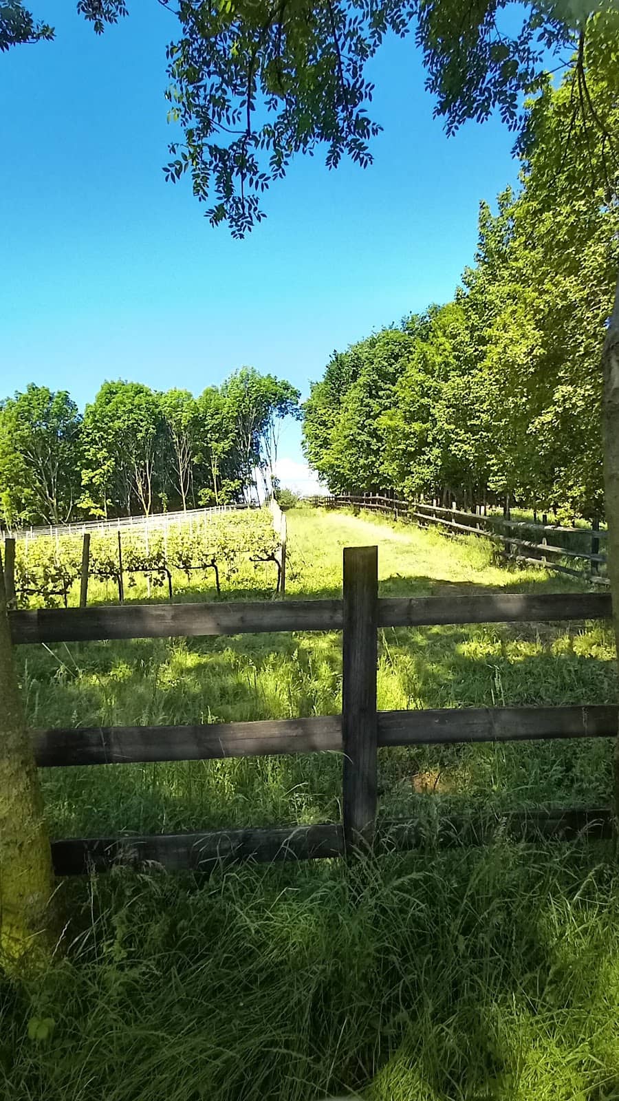 Panoramic Views