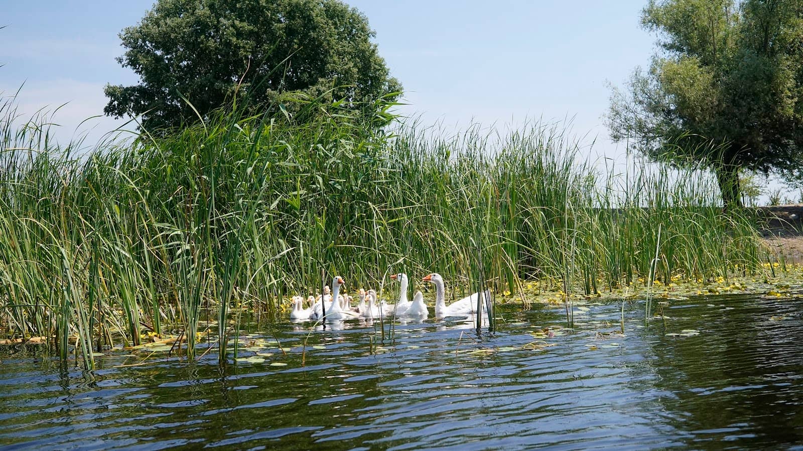 The Wild Horses of Letea