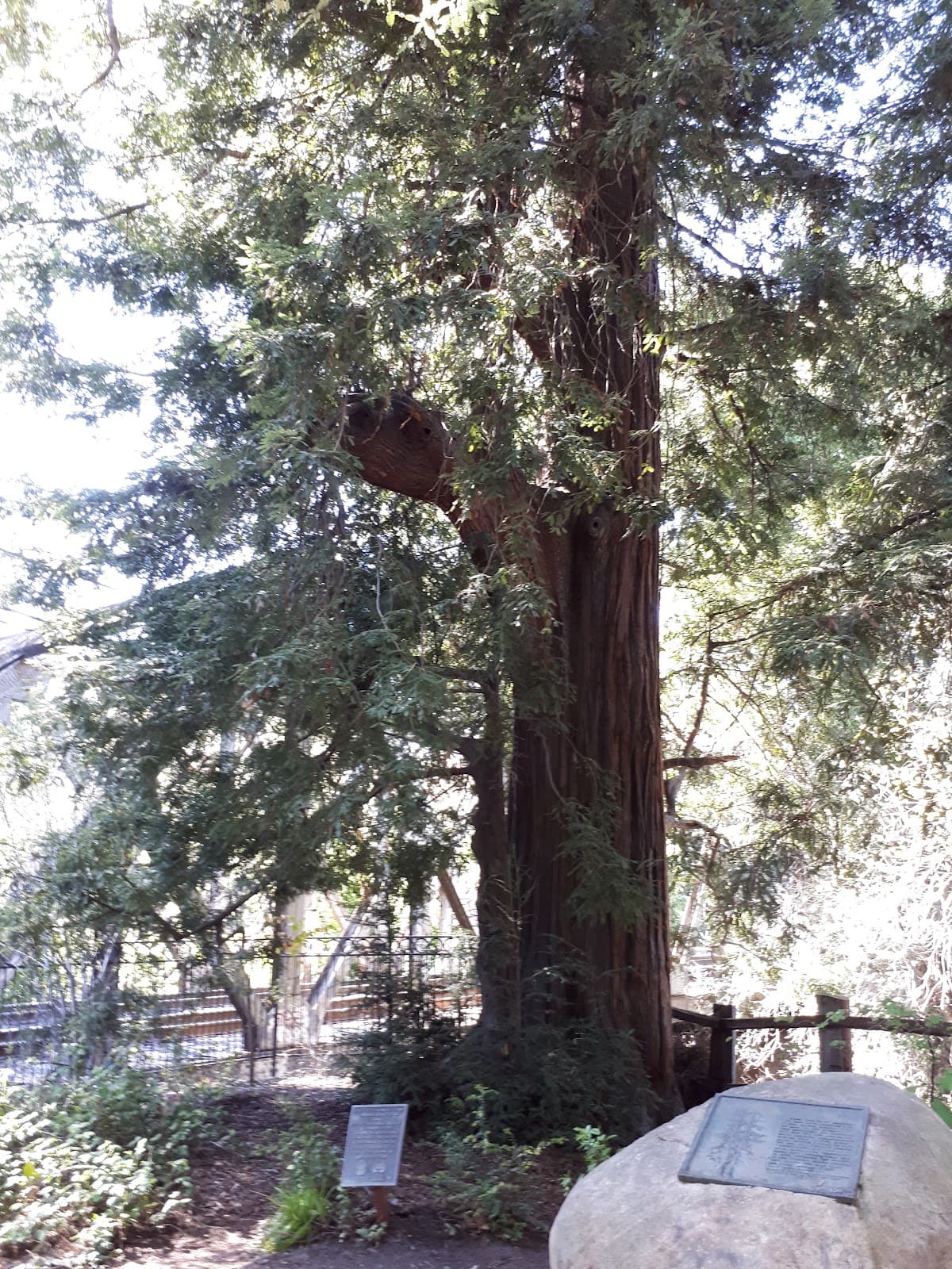 El Palo Alto Palo Alto - Image 1