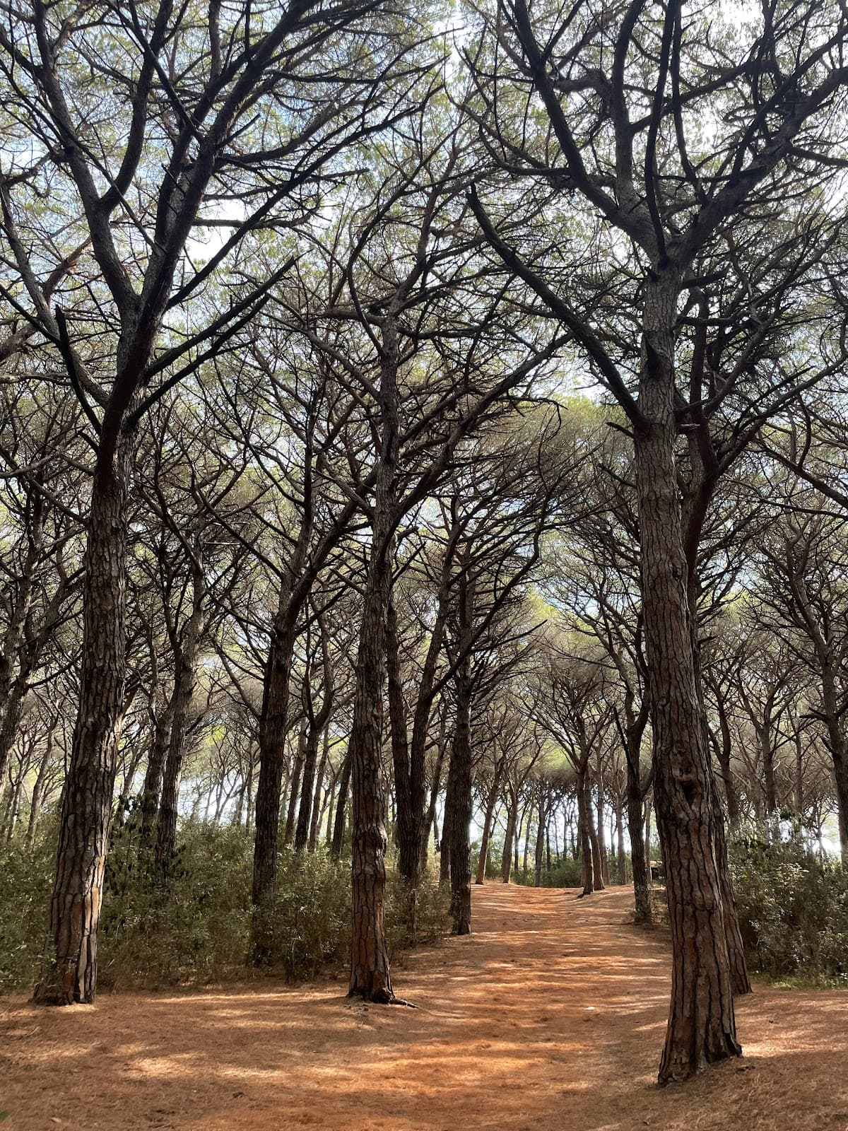 Macchia della Magona Nature Reserve - Image 1