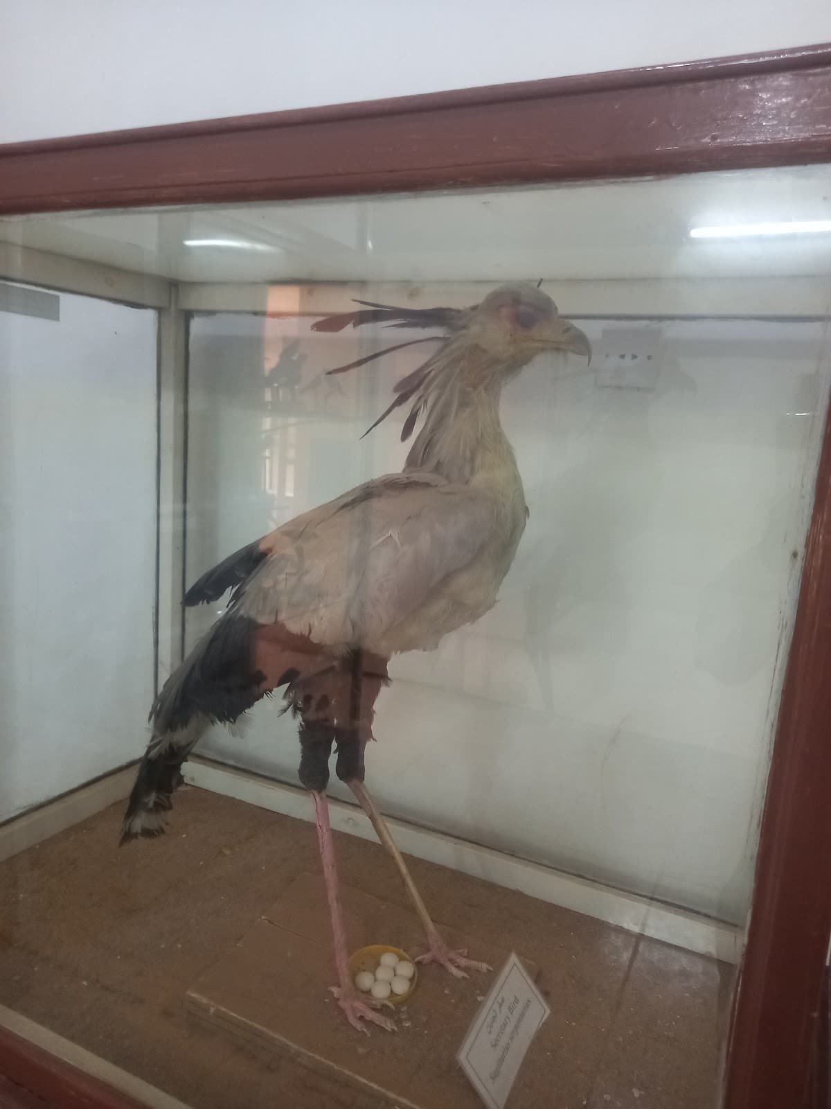 Sudan Natural History Museum - Image 1