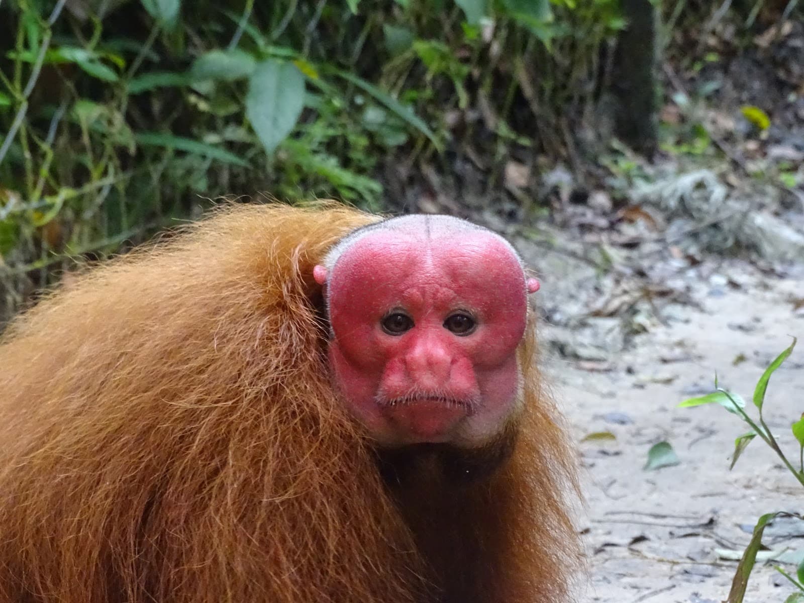 Pilpintuwasi Butterfly Farm - Image 1