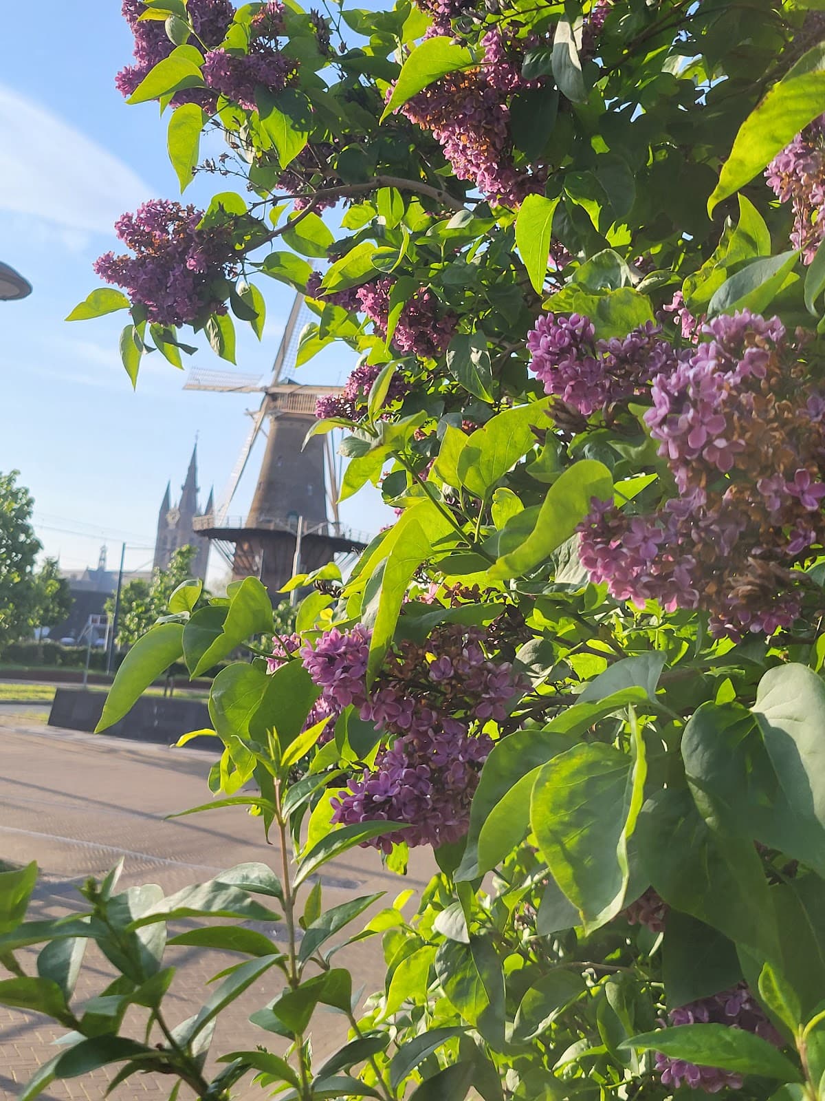 Schiedam Windmills - Image 1