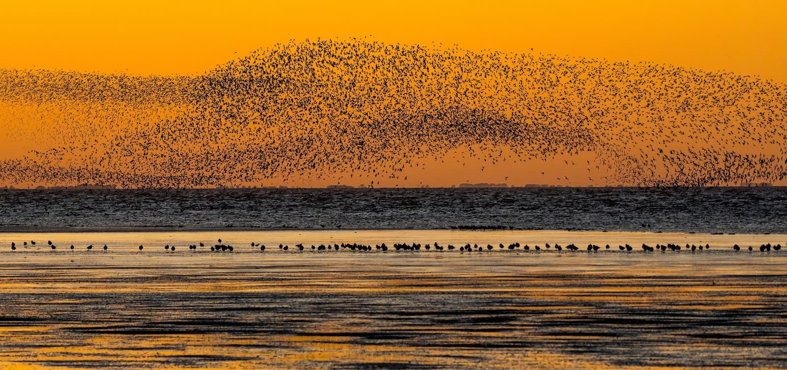 RSPB Snettisham - Image 1
