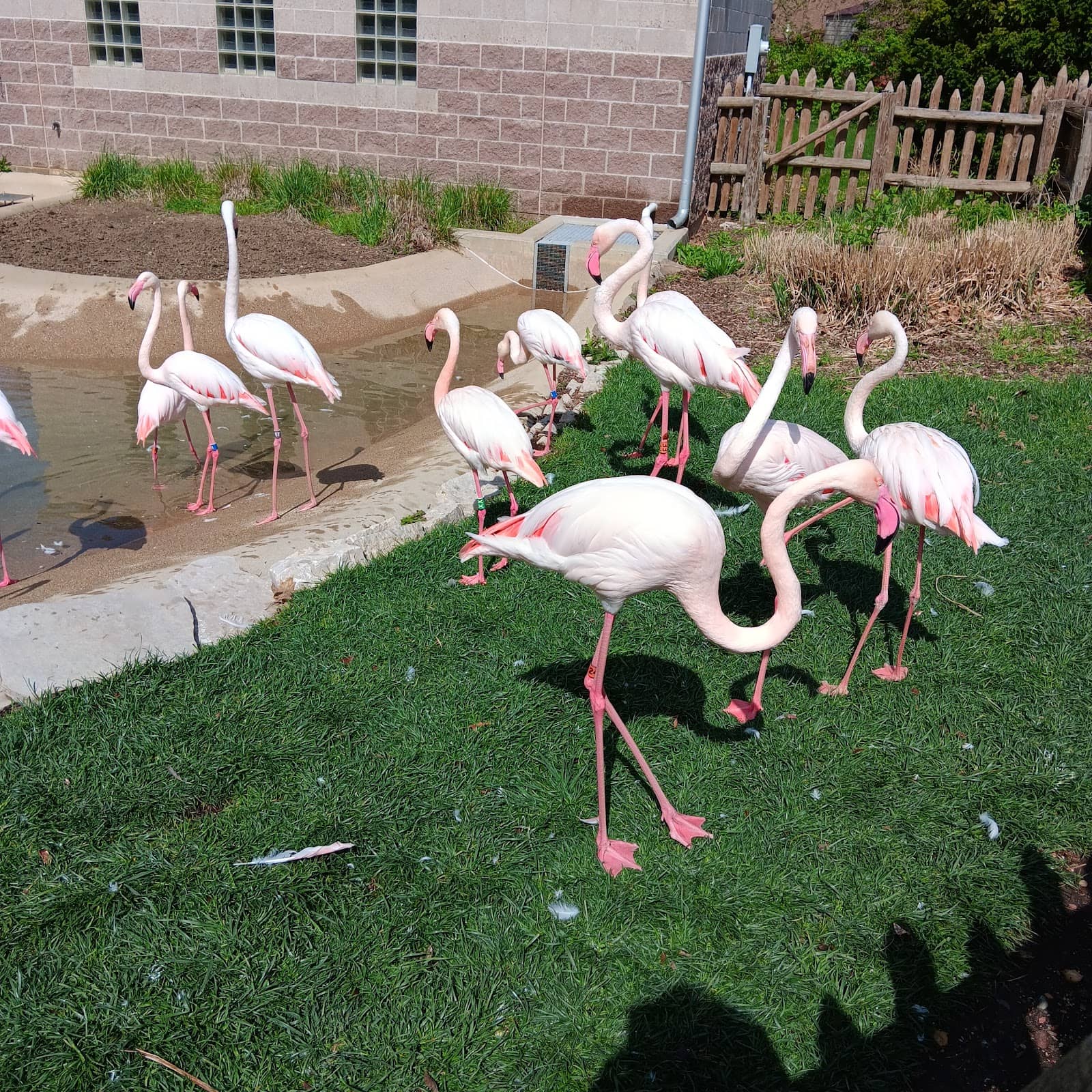 Festive Tree Display