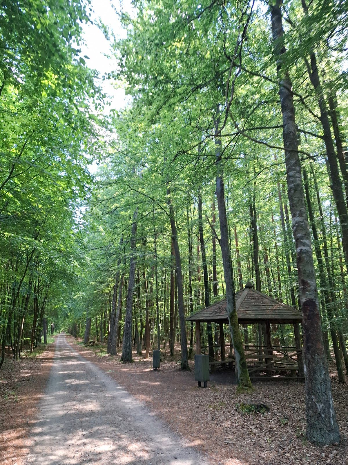 City Forest (Las Miejski) - Image 1