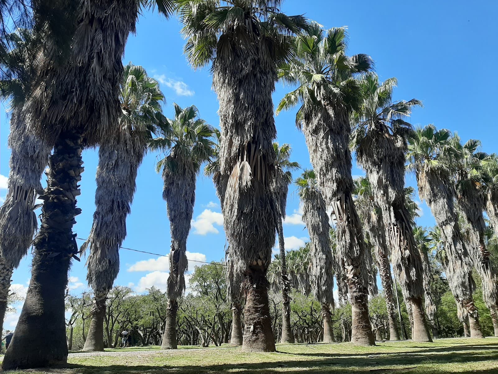 Bosque de los Constituyentes - Image 1