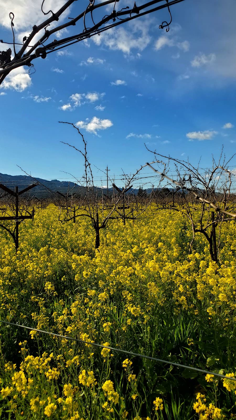 Rutherford - Image 1