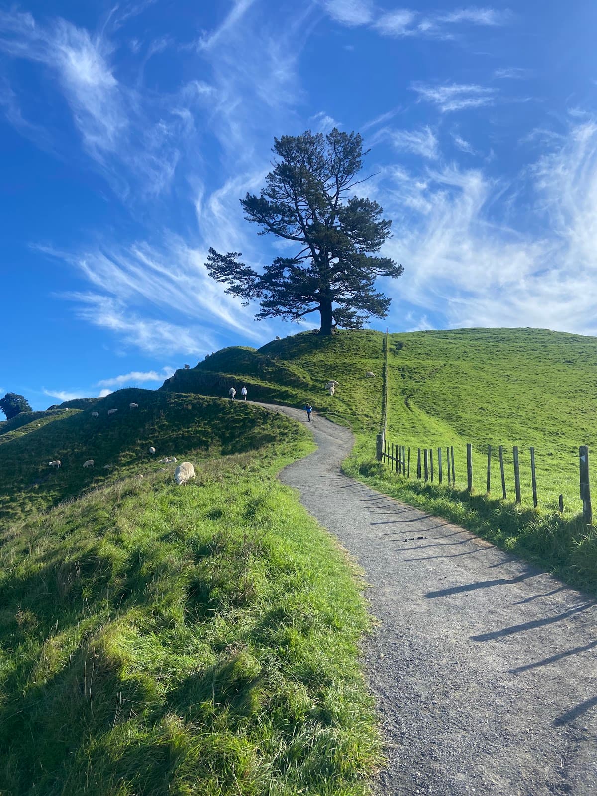 Papamoa Hills Regional Park - Image 1