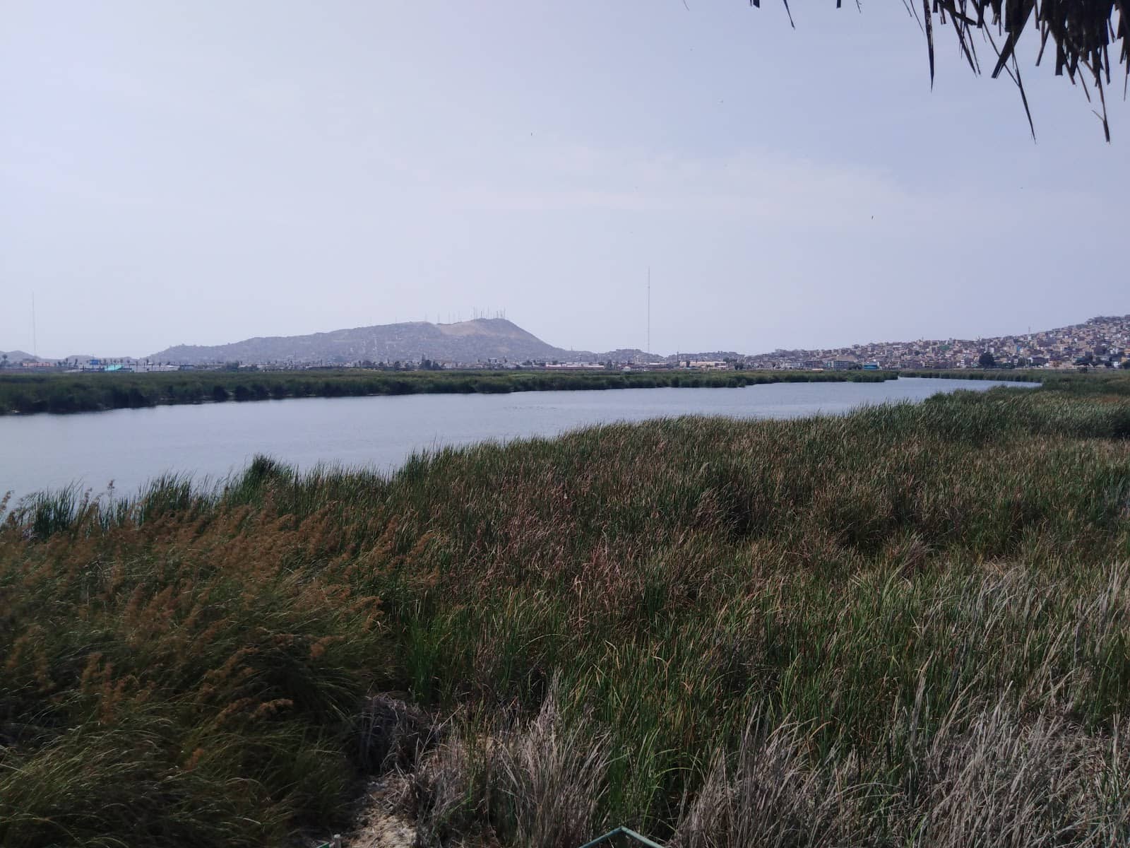 Coastal Swamp Ecosystem