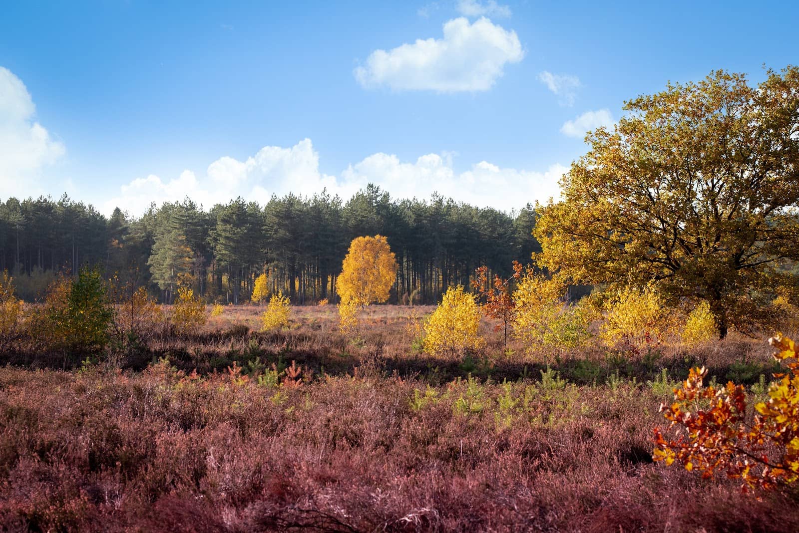 Heathland and Forest Mix