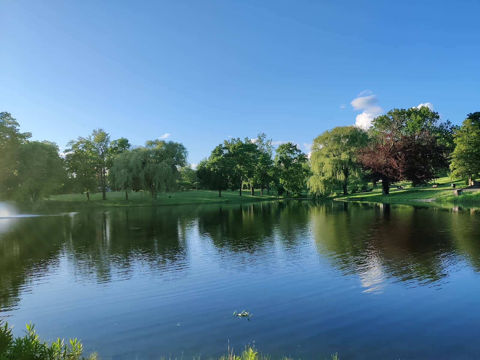 Majestic Mature Trees