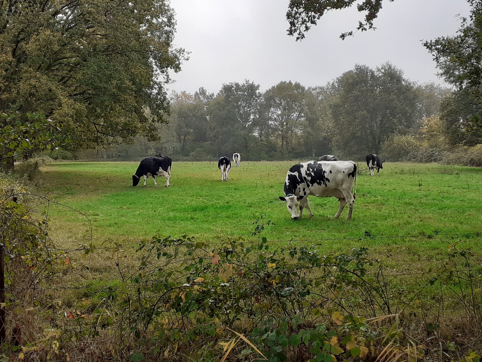 Eckart Forest (Eckartse Bos) - Image 1