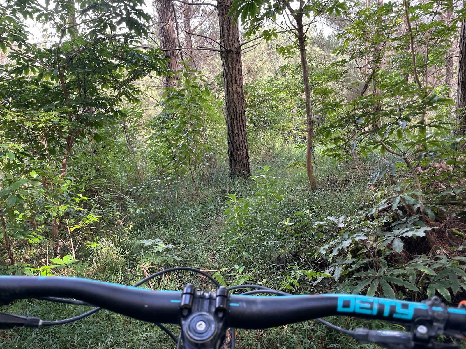 Glenbervie Forest Mountain Bike Park - Image 1