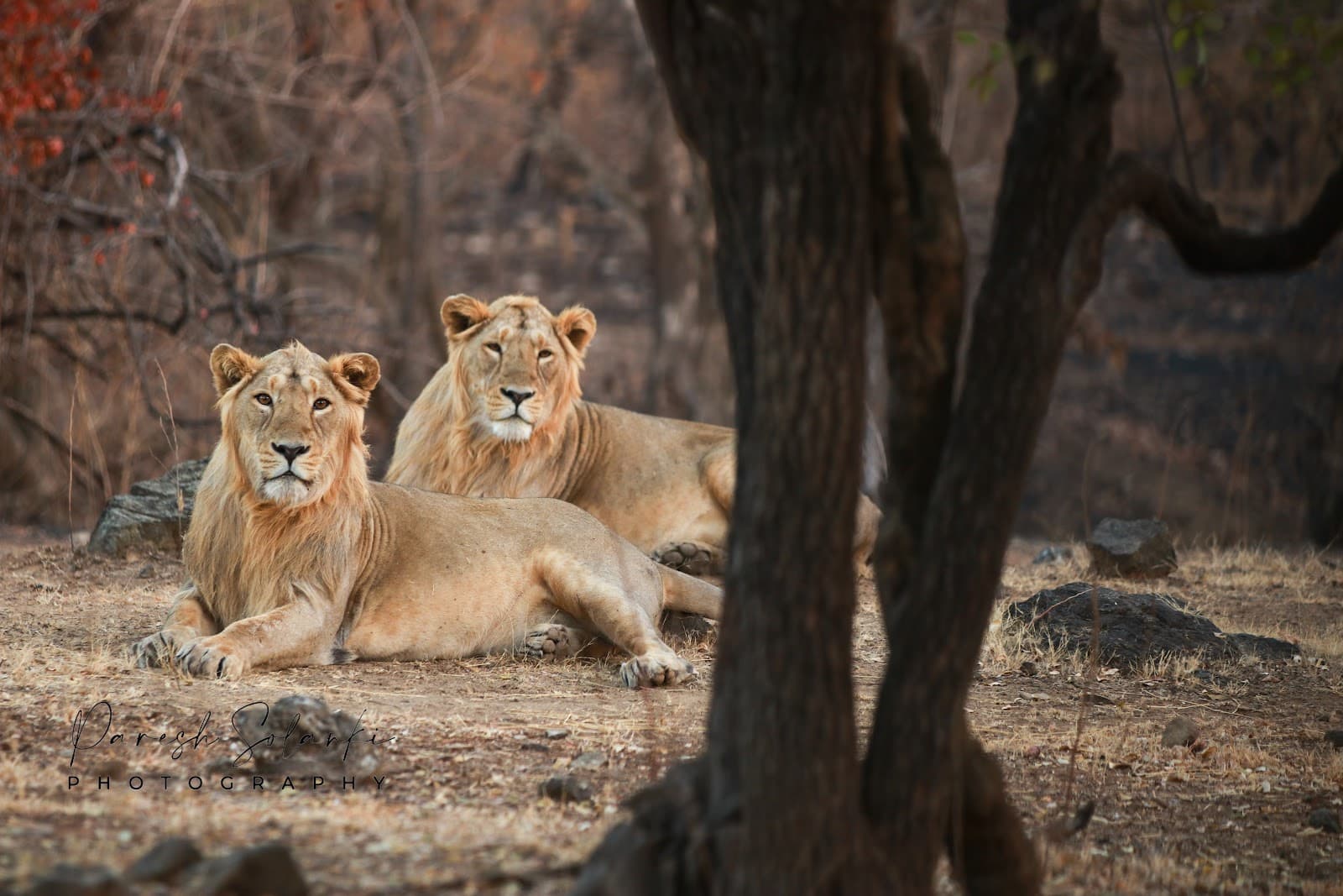 Gir Forest National Park - Image 1