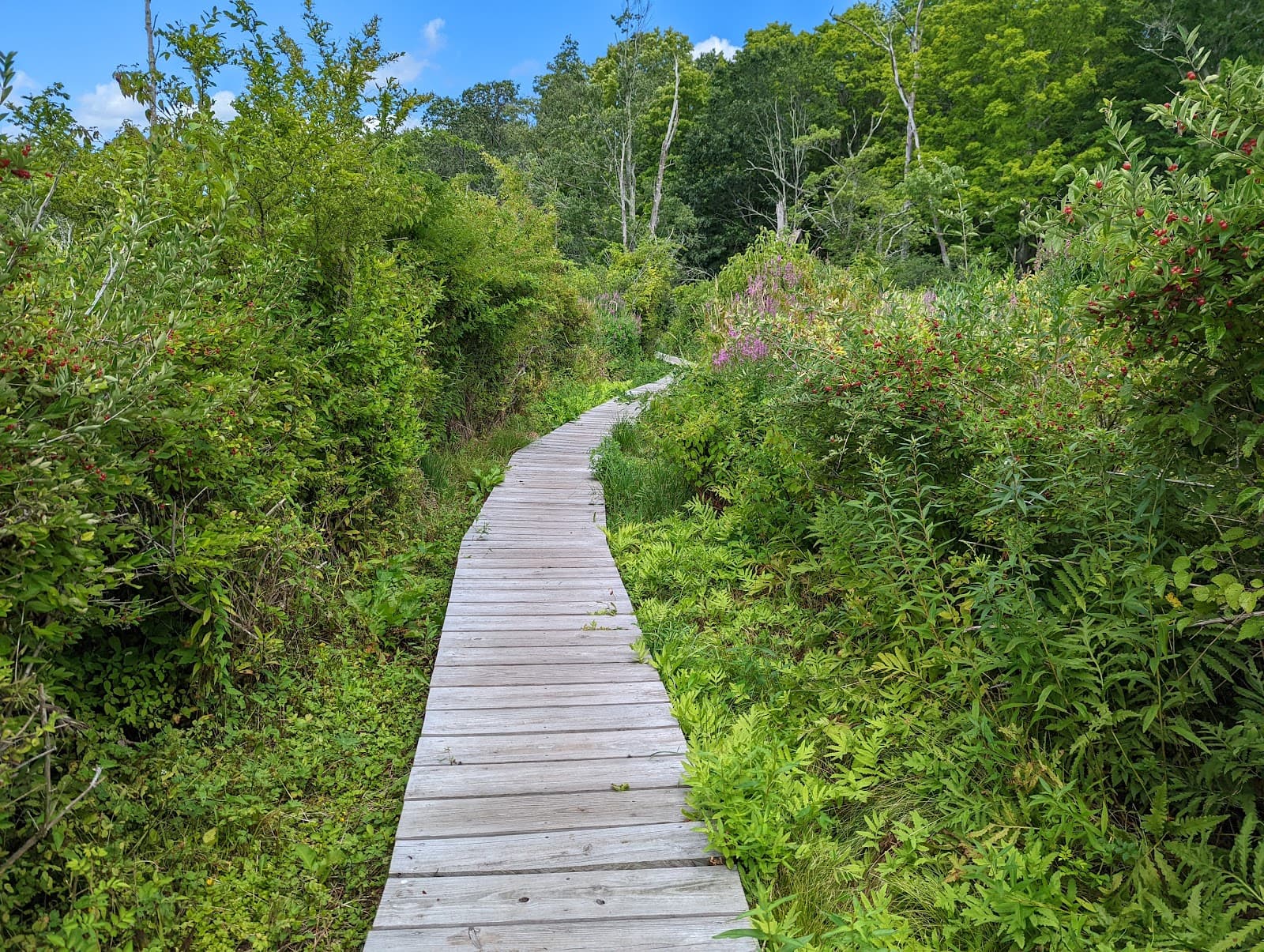 Little Pond Boardwalk - Image 1