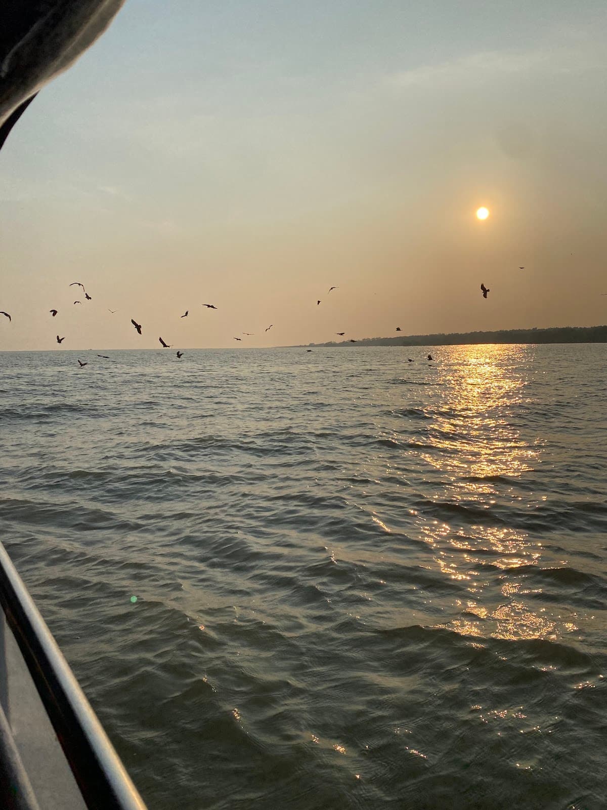 Eagle Feeding (Selangor River) - Image 1