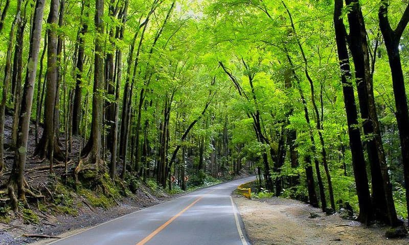 Refreshing Natural Ambiance