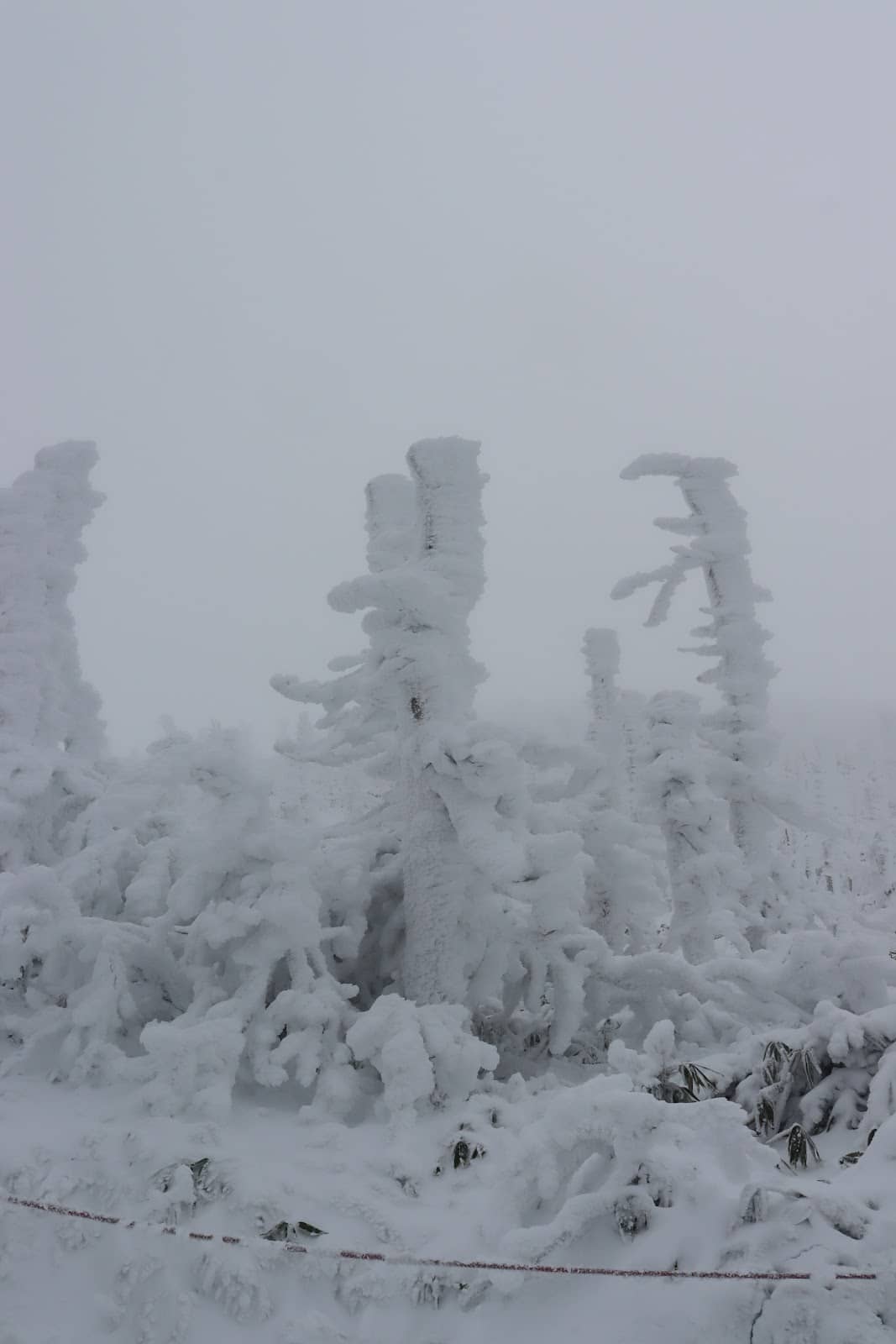 Zao Snow Monsters (Juhyo)