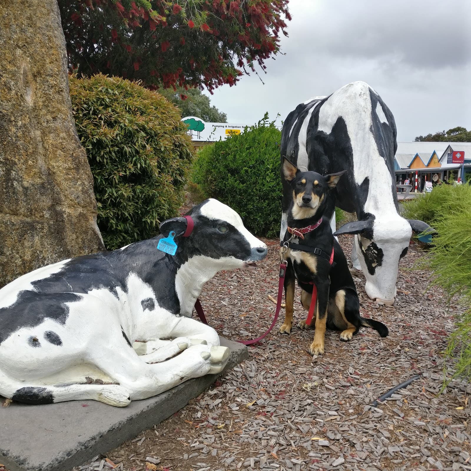 Cowaramup Cows - Image 1