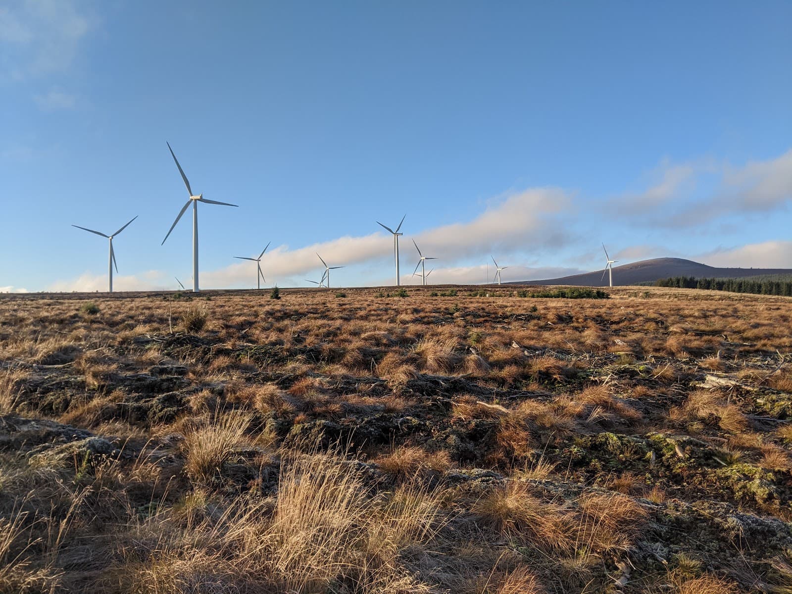 Fetteresso Forest - Image 1