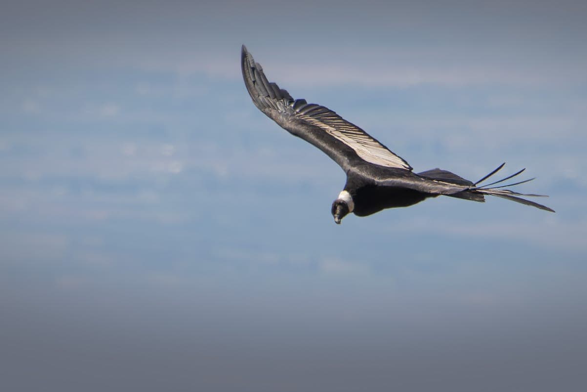 EcoParque Mendoza (Ex-Zoo) - Image 1