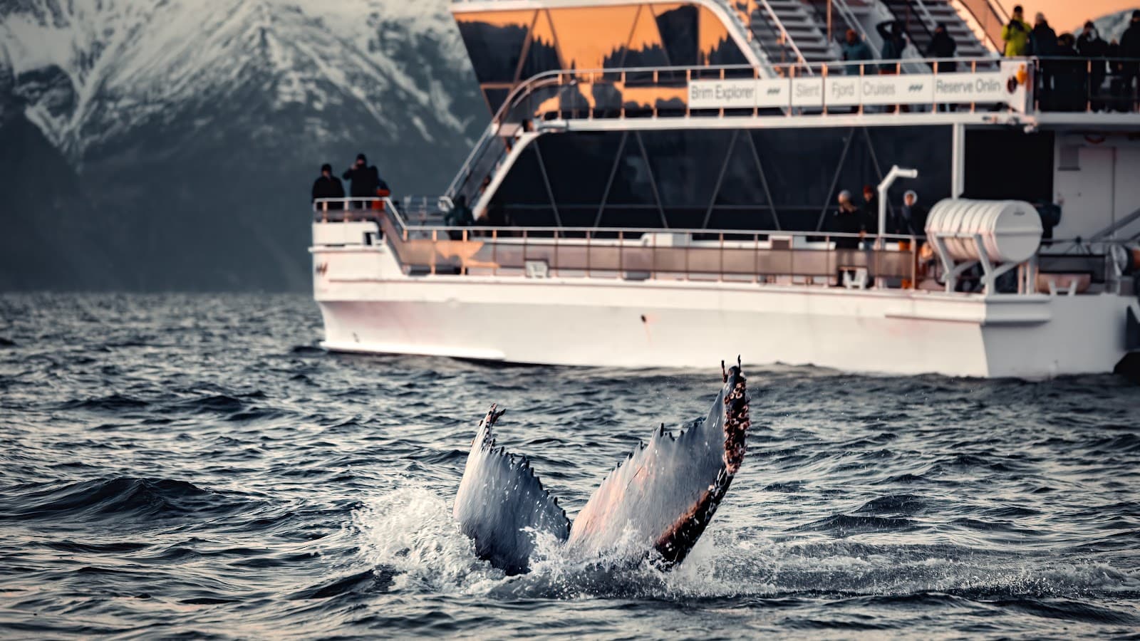 Whale Watching Tromsø Norway - Image 1