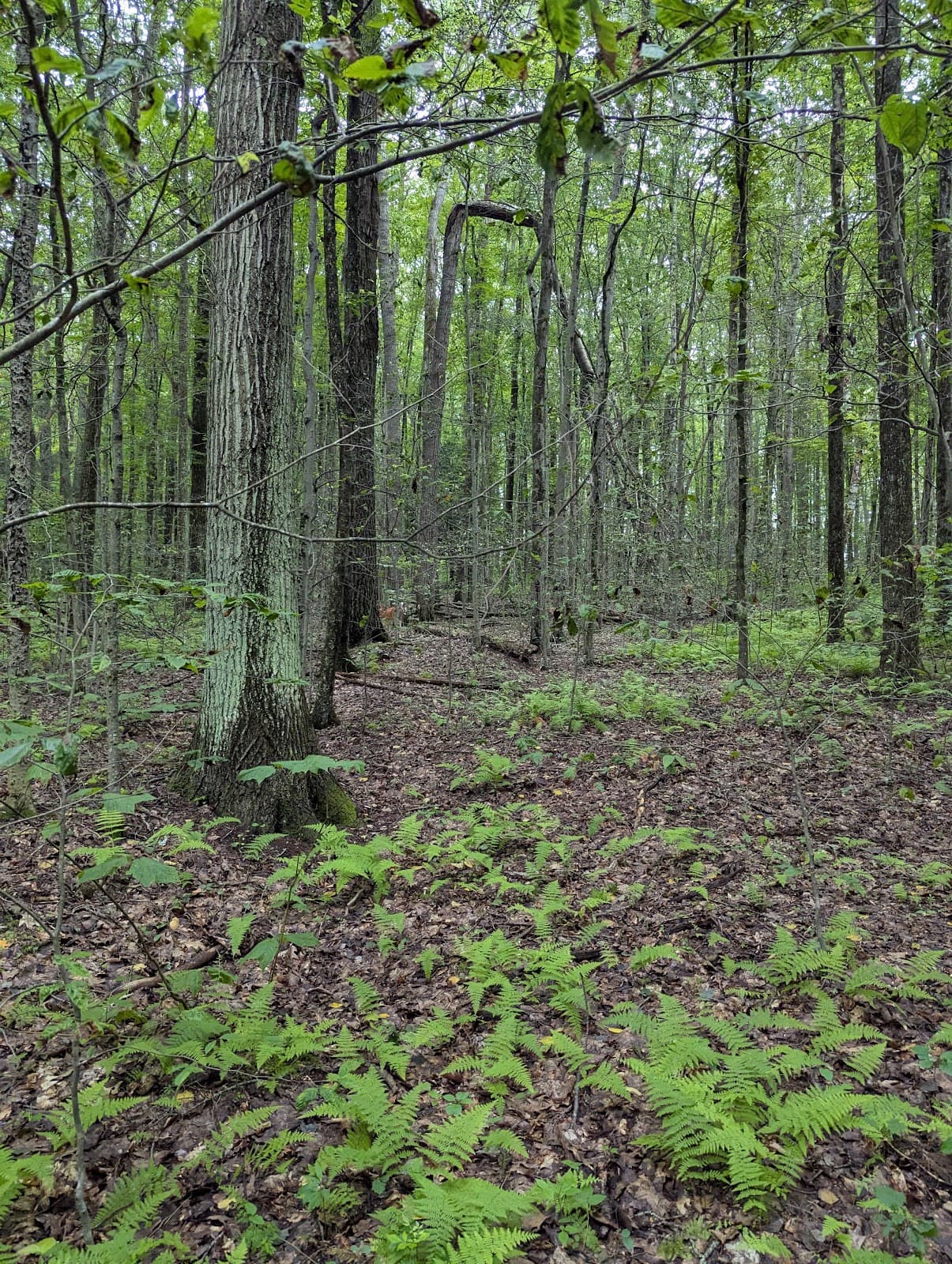 Barbour Rock Vista - Image 1