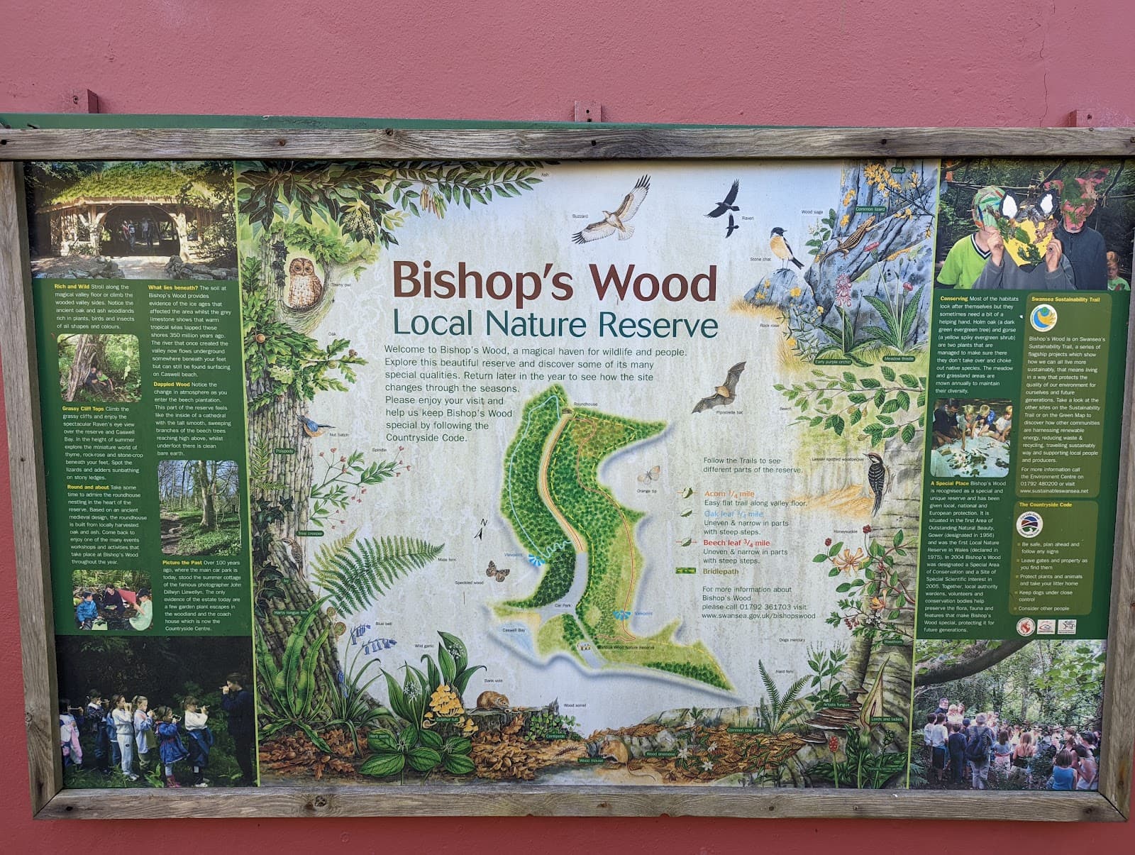 Bishop's Wood Local Nature Reserve - Image 1