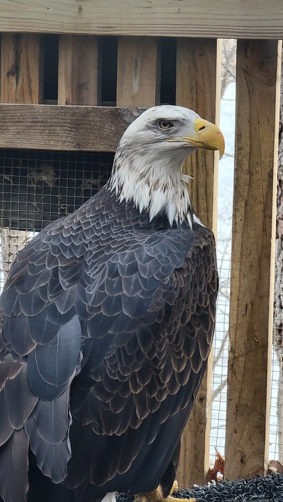 Iowa Raptor Project - Image 1