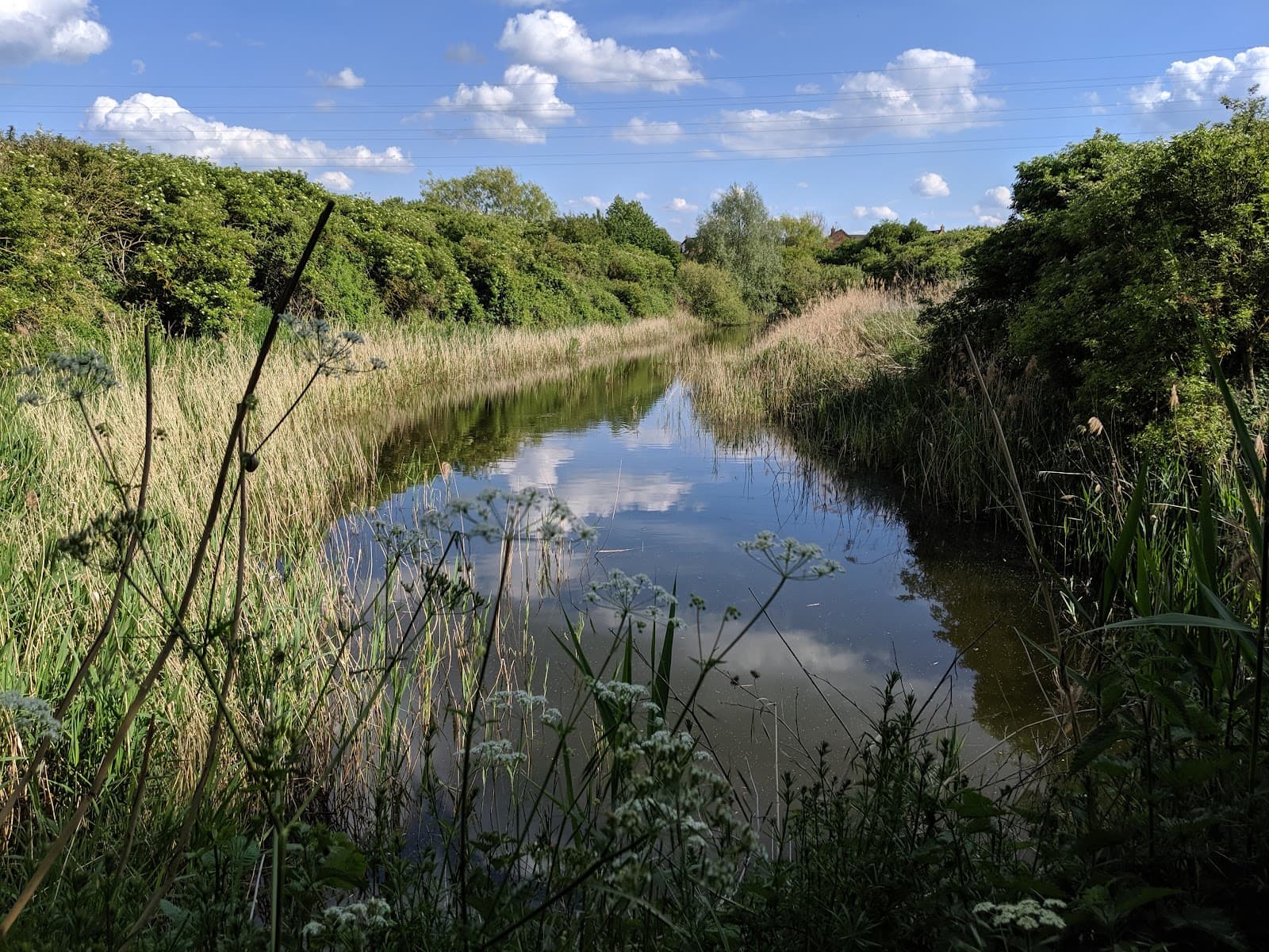 Woodston Ponds Nature Reserve - Image 1