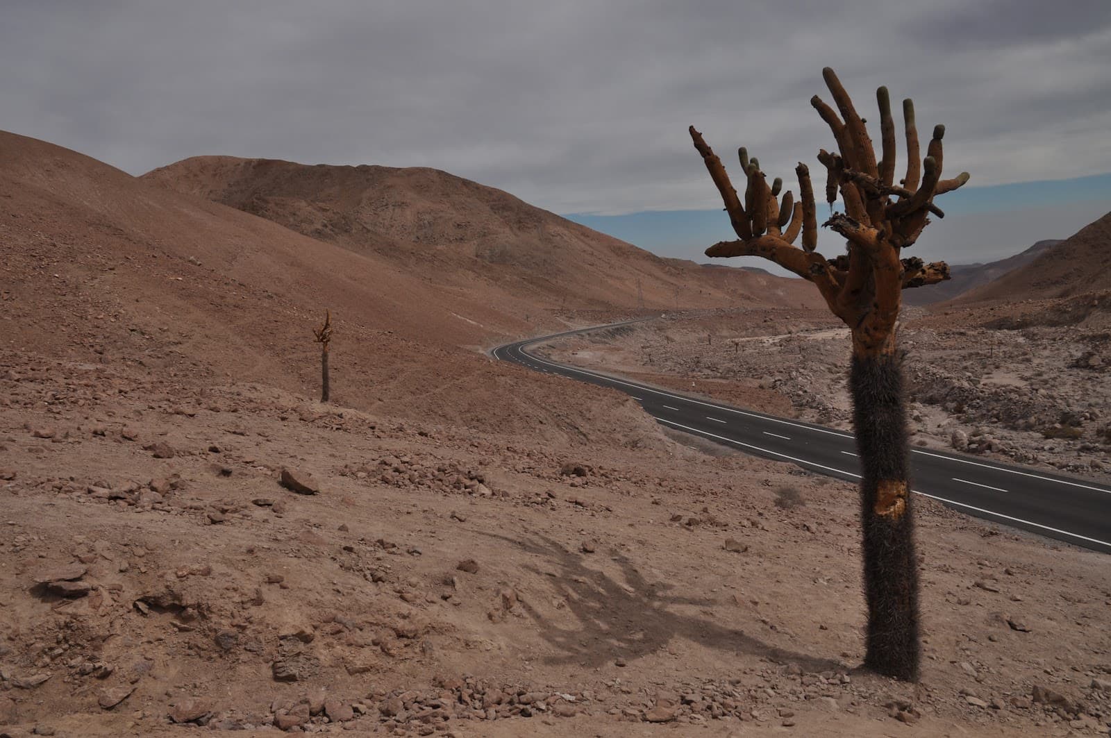 Monumento Natural Quebrada de Cardones - Image 1