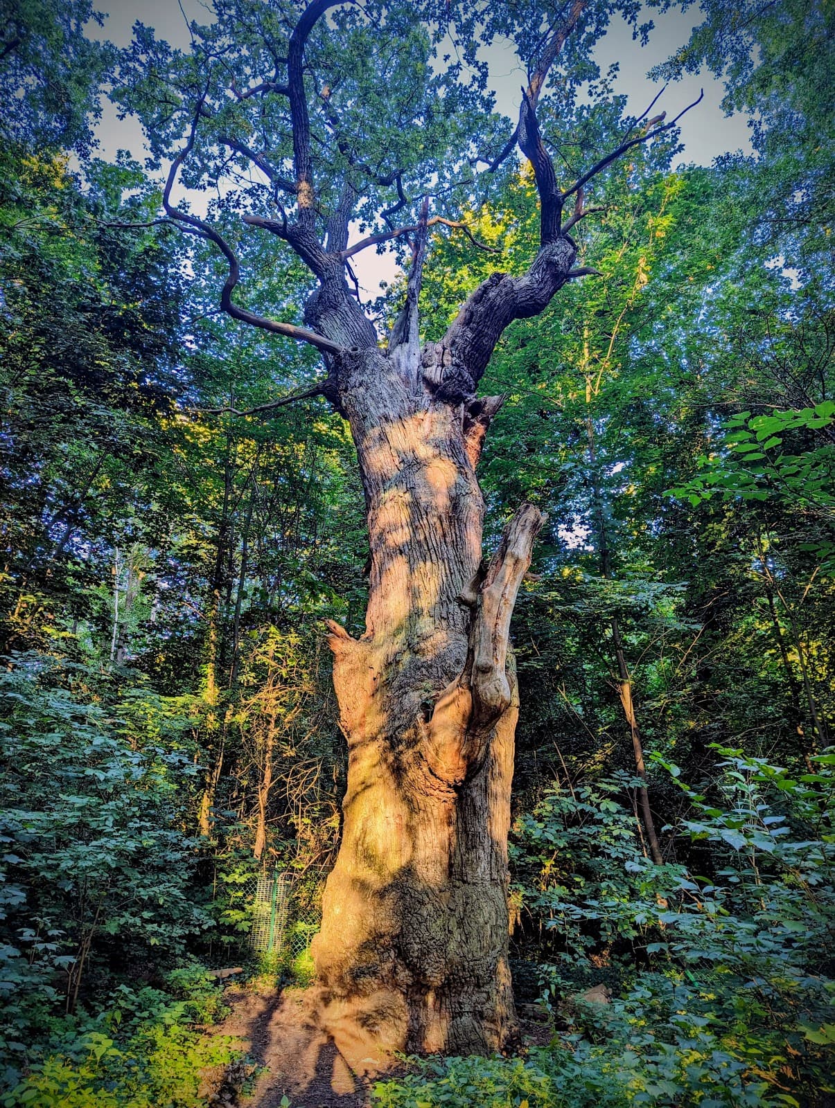 Tegeler See Loop - Image 1