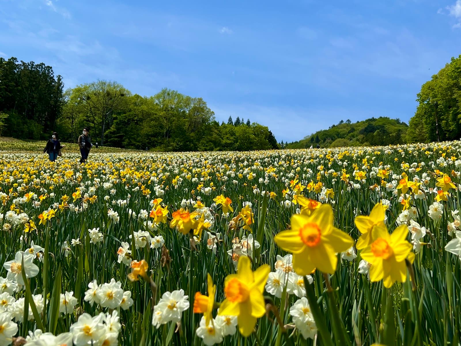 Norn Minakami Flower Garden - Image 1