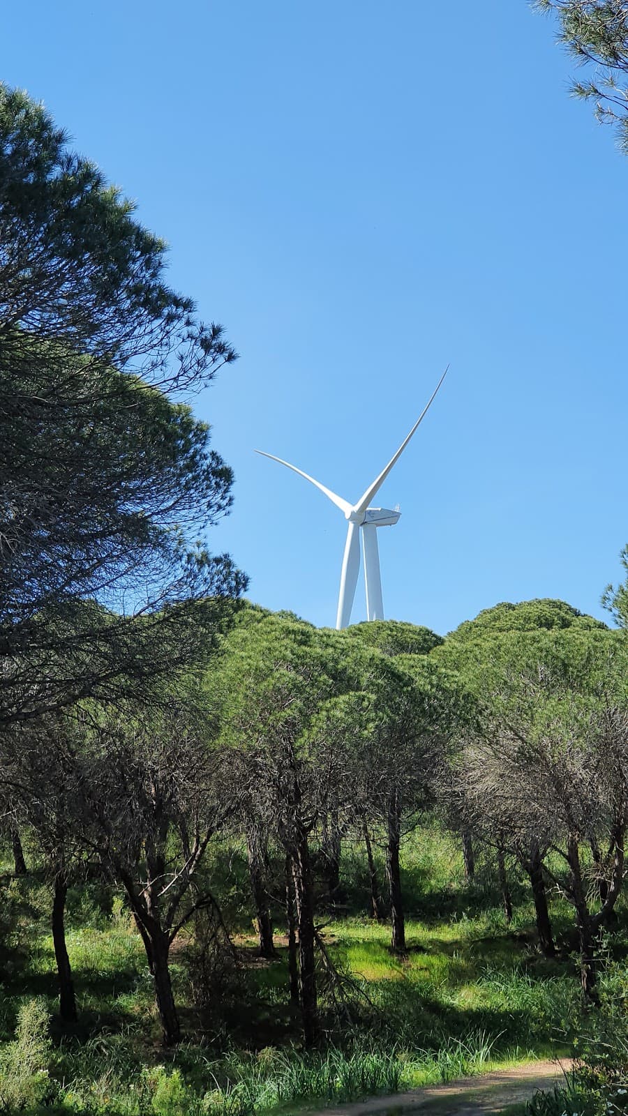 Mata Nacional de Barão de São João - Image 1