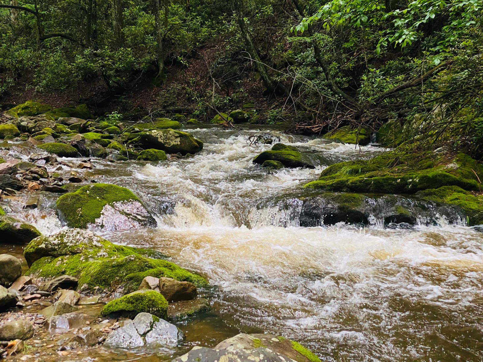 Martha Sundquist State Forest - Image 1