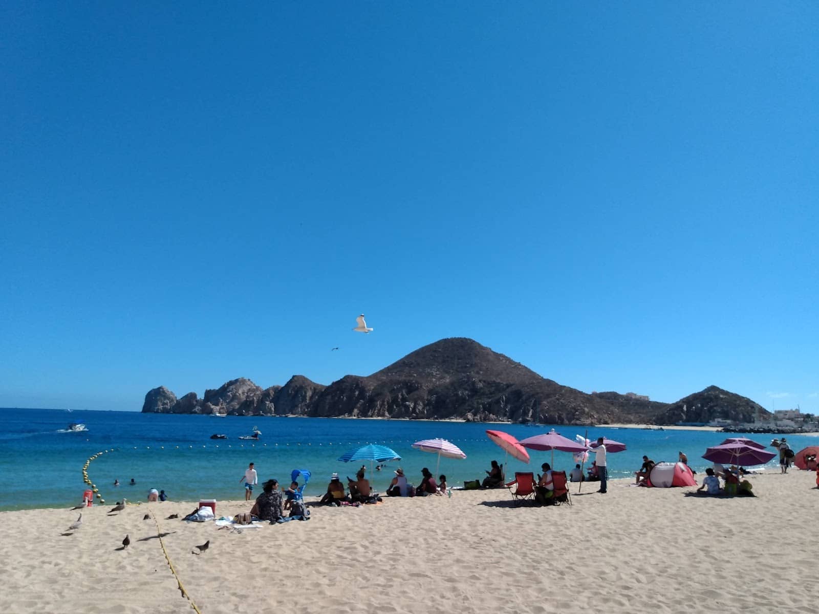 Bioluminescent Wonders