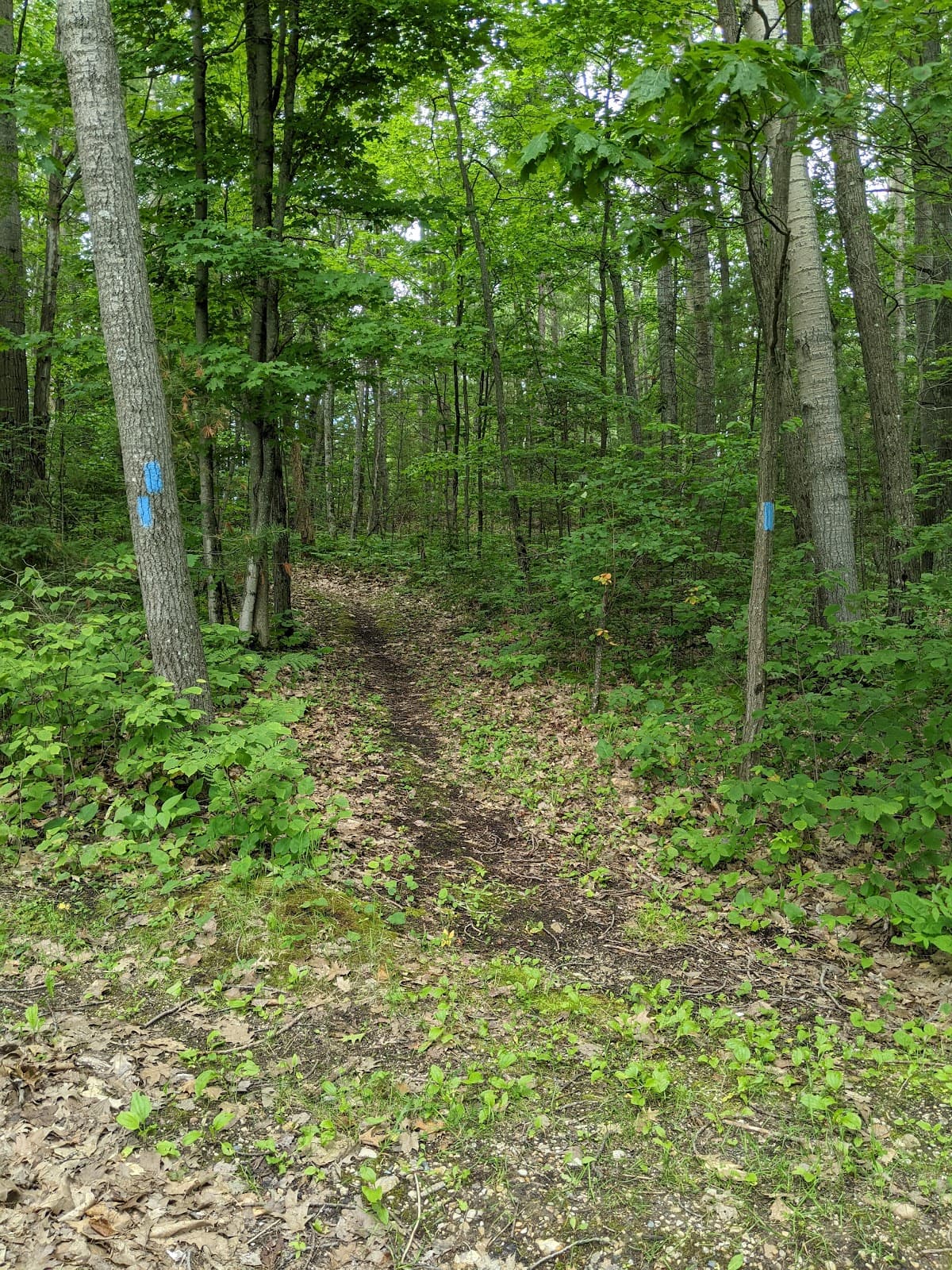 North Western State Trail Mackinaw City - Image 1