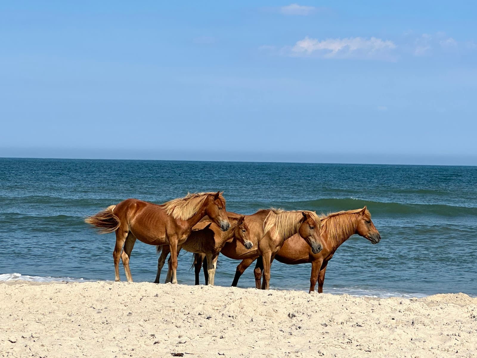 Assateague Island National Seashore - Image 1