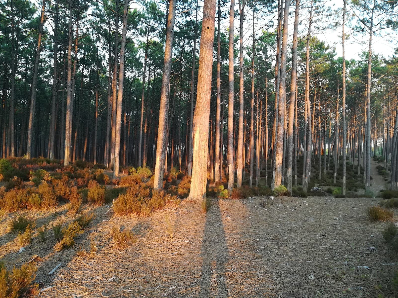 Mata Nacional de Leiria - Image 1