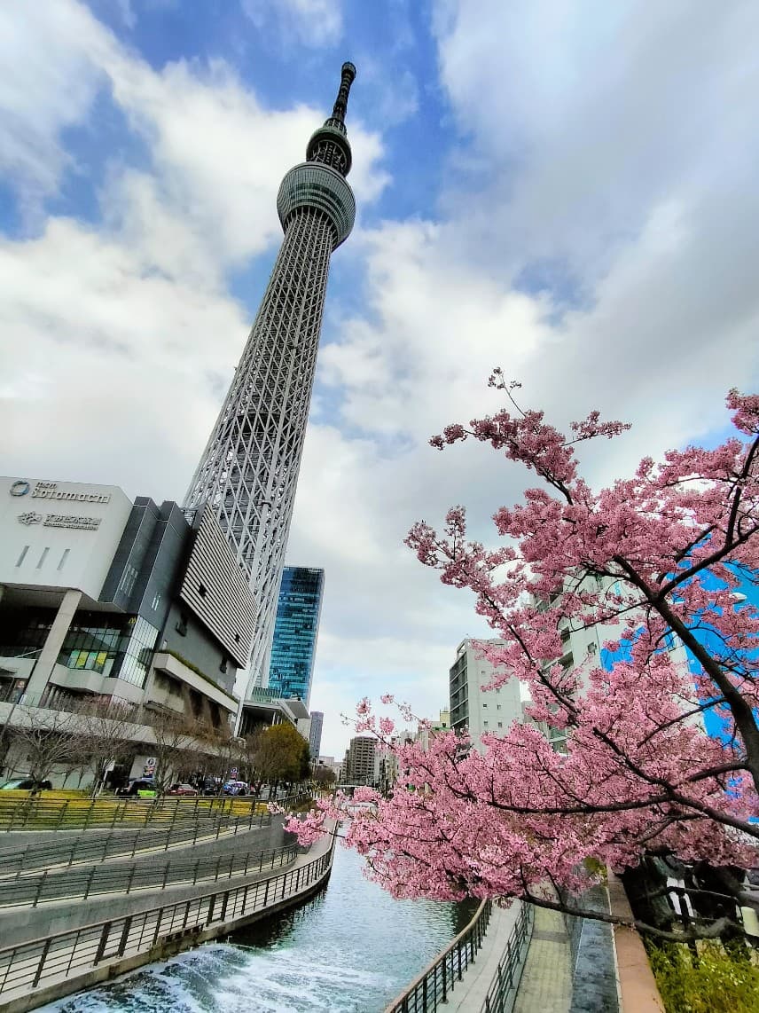 Various locations (context suggests specific areas known for Kawazu Sakura) - Image 1