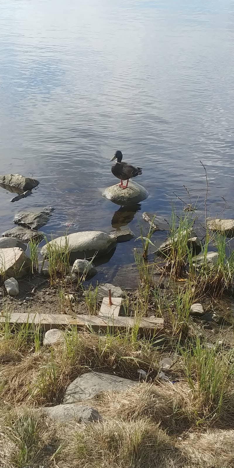 Donetsk's Resilience