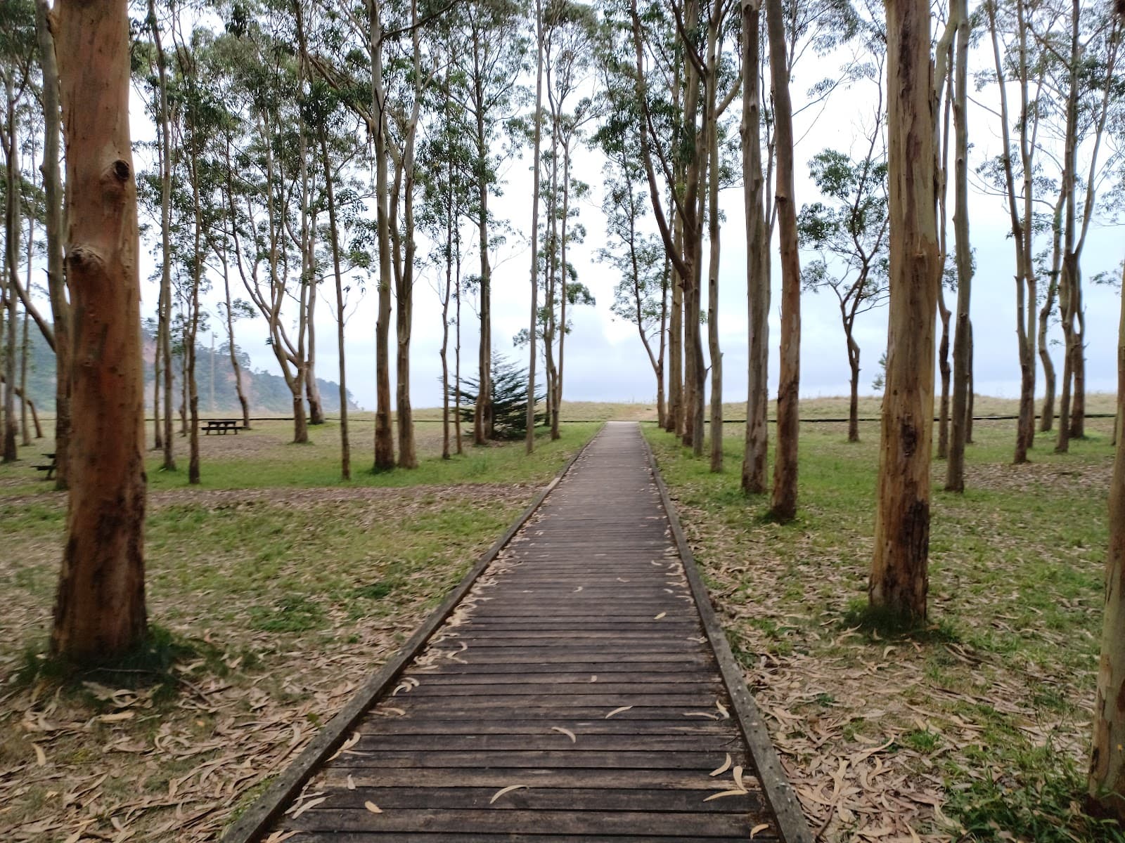 Reserva Natural Ría de Villaviciosa - Image 1
