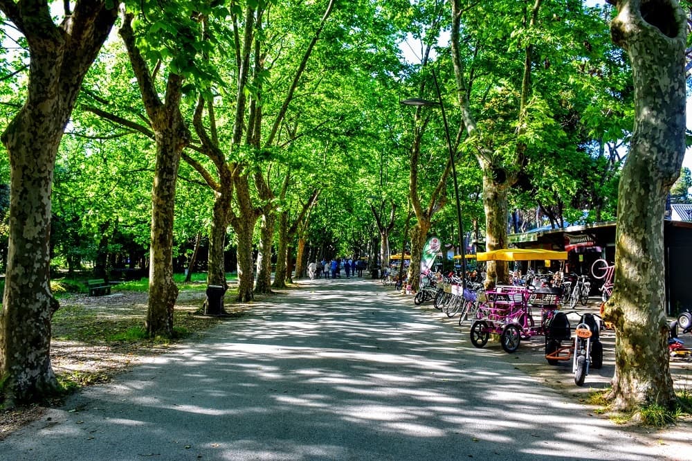 Pineta di Ponente (Viareggio) - Image 1