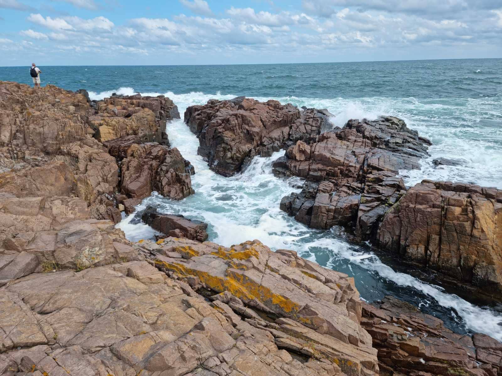 Poppy Flowers (Seasonal)