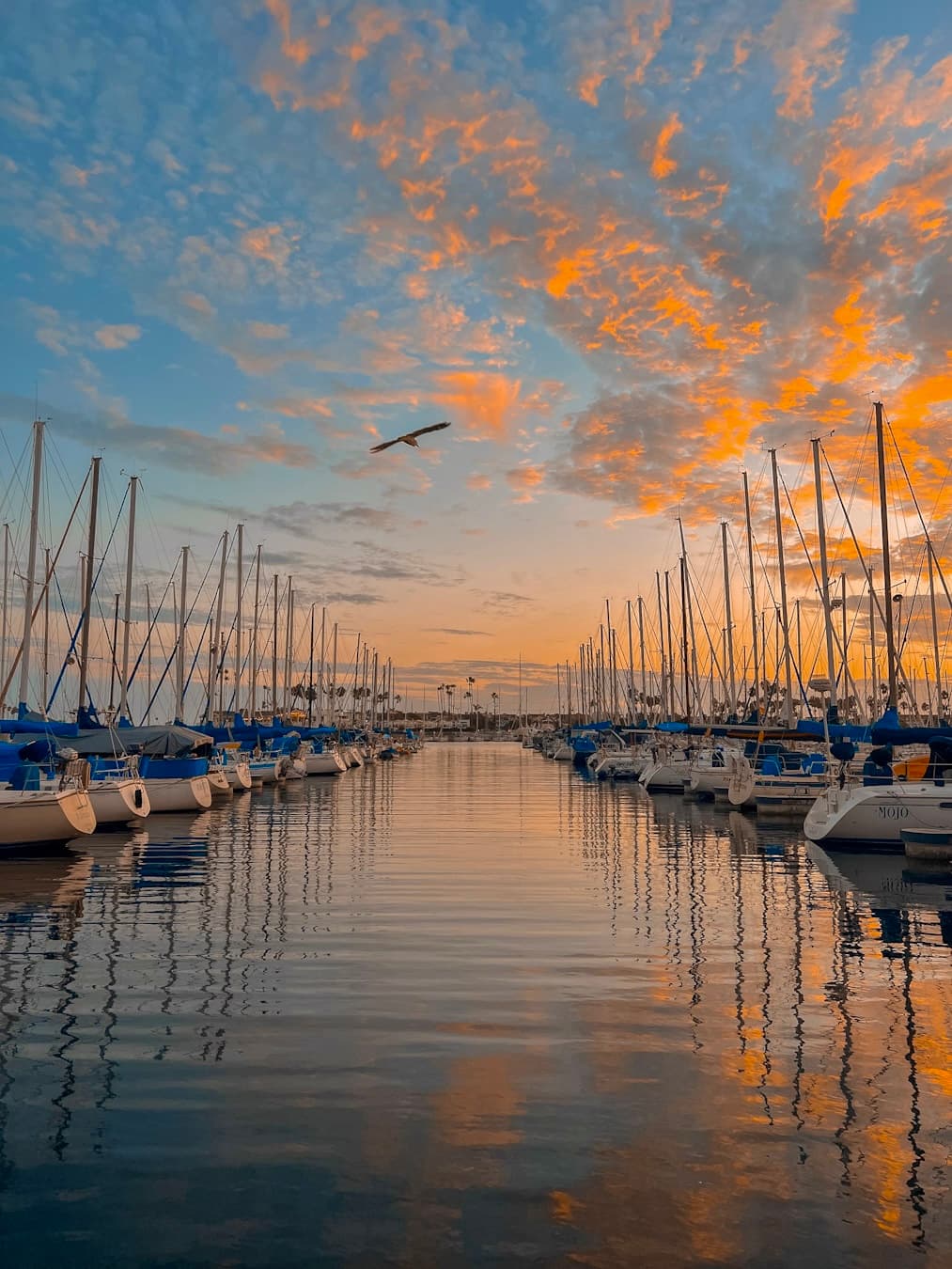 Alamitos Bay Marina - Image 1