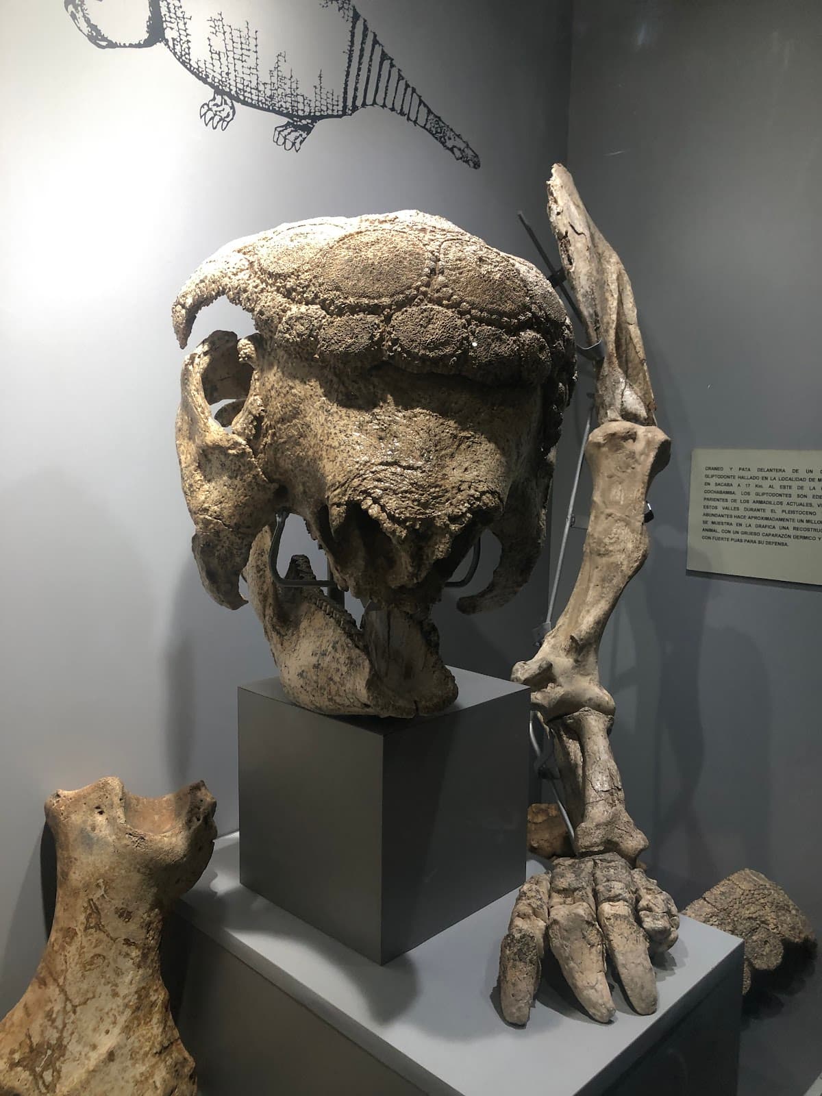 Museo de Historia Natural Alcide d'Orbigny - Image 1