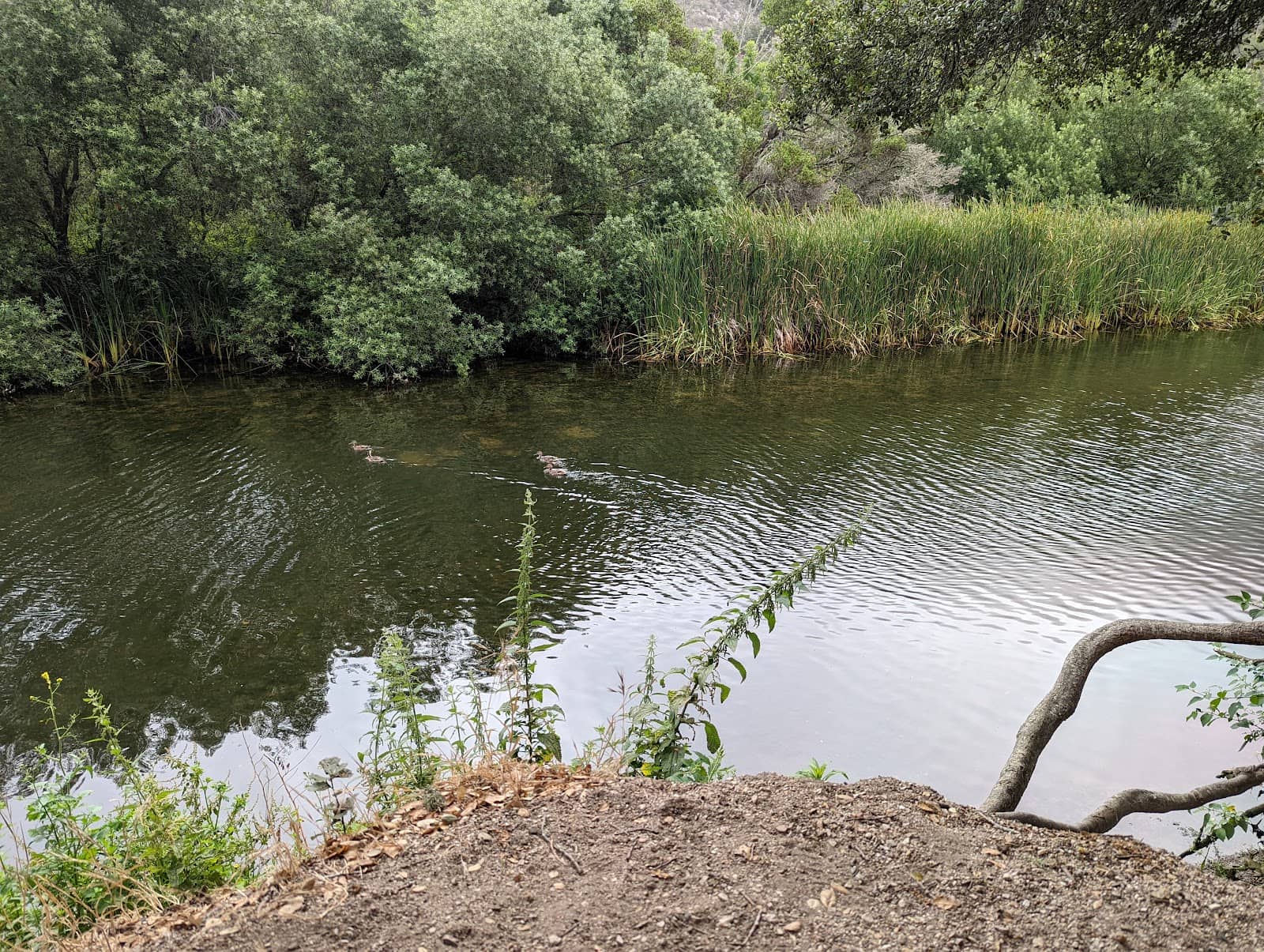 Shady Sycamore Groves