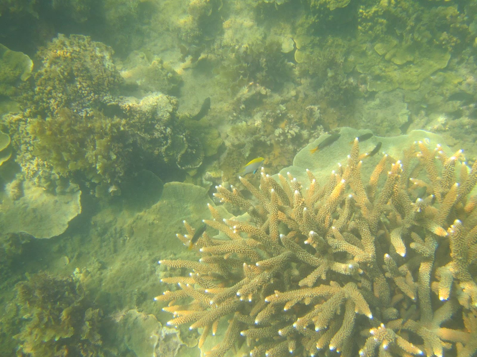 Geoffrey Bay Snorkel Trail - Image 1